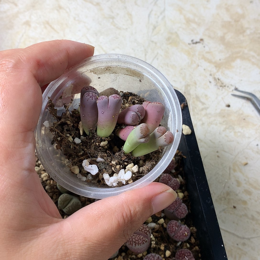 稻*M221多肉植物保护研究所