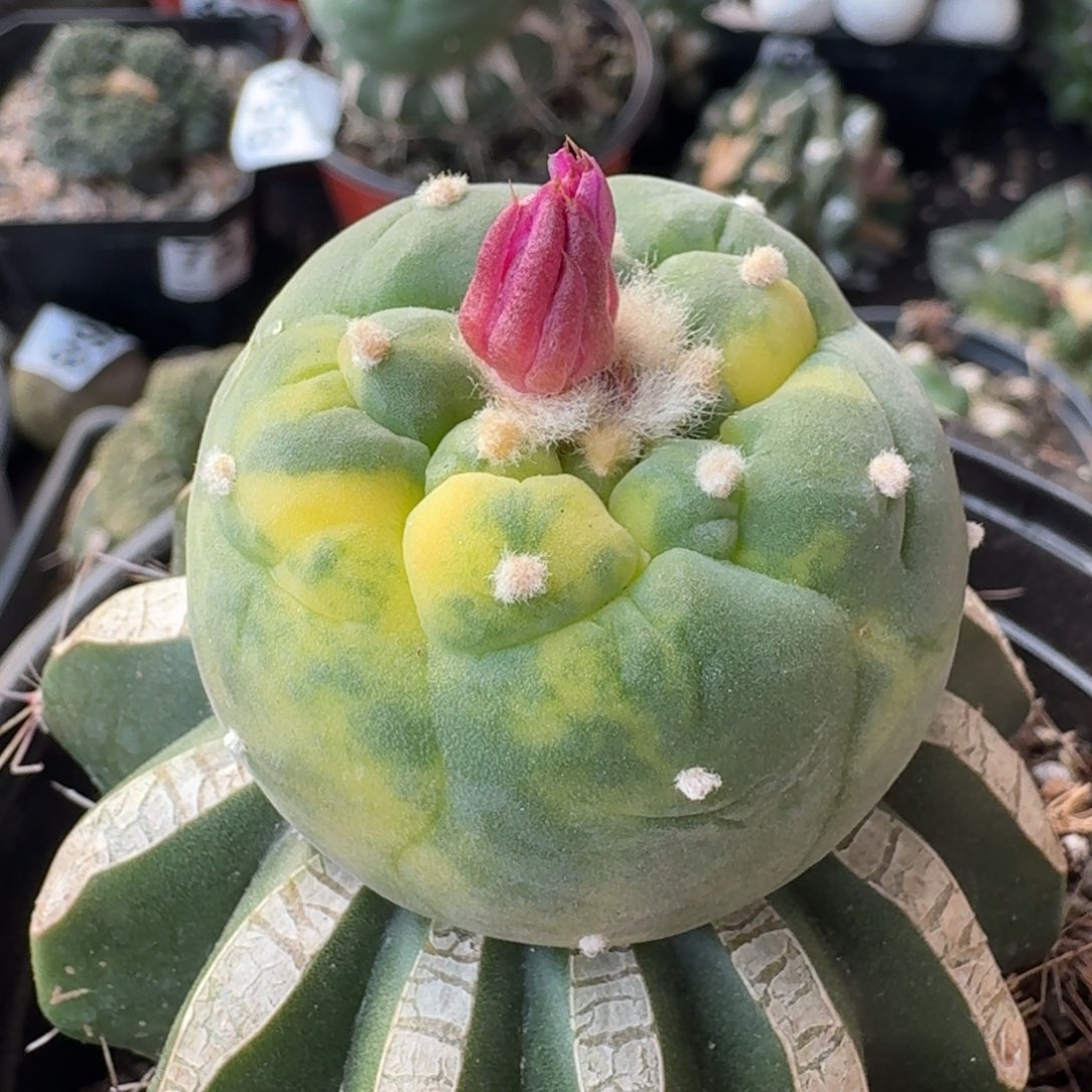 【闪购商品】苗接大尤散斑锦280