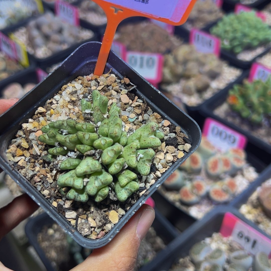 850 一物一拍，默认有伤，介意勿拍，不退不换