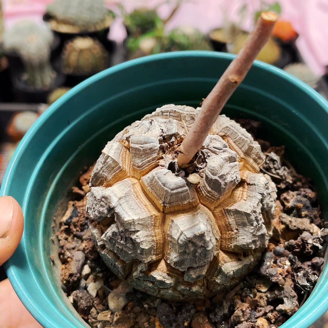 仙人球裸根25包邮龟甲龙