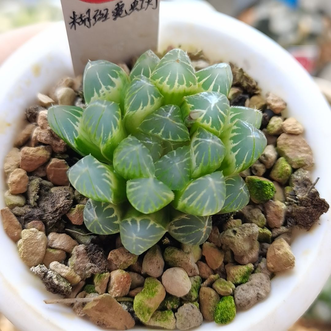 192号霓虹灯糊斑一物一拍带盆土发货