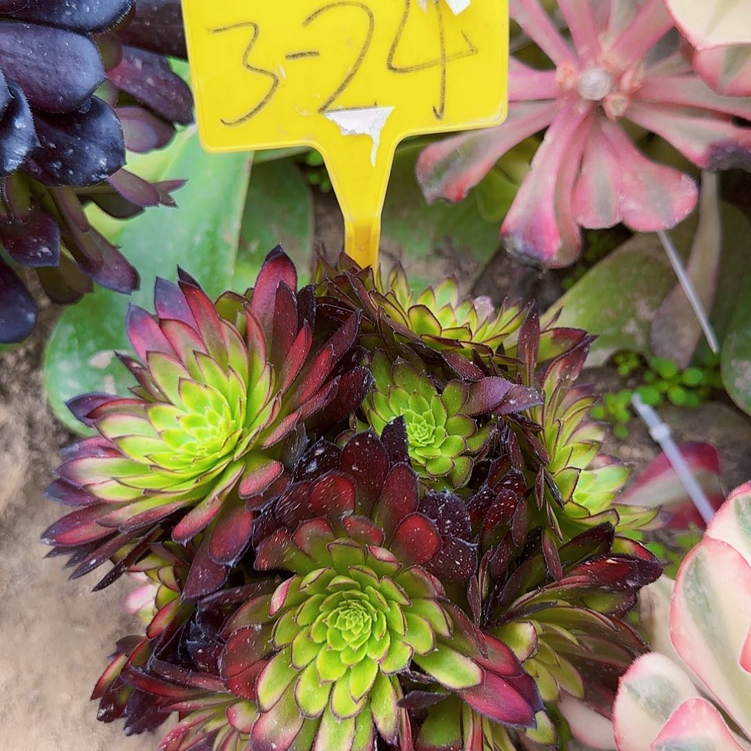 3-24--+铜壶宽中班新品