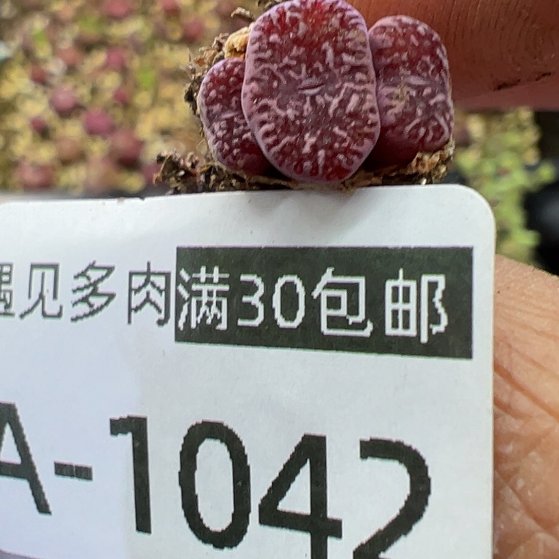 多肉植物11111111111111