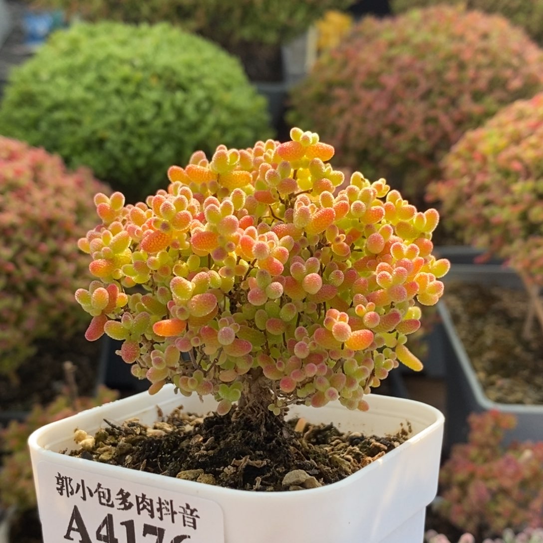 蜜橘糖球4176枝干番杏