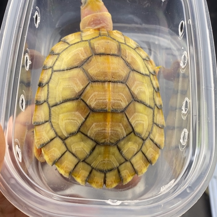 巴西彩龟母666666