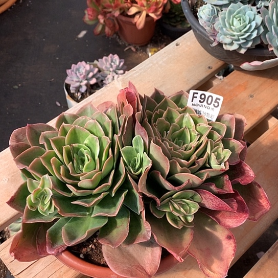 迷雾森林老桩905  亏本处理退款拉黑需延迟发货