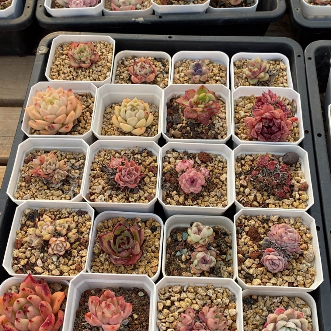 精品多肉一物一拍不包整93