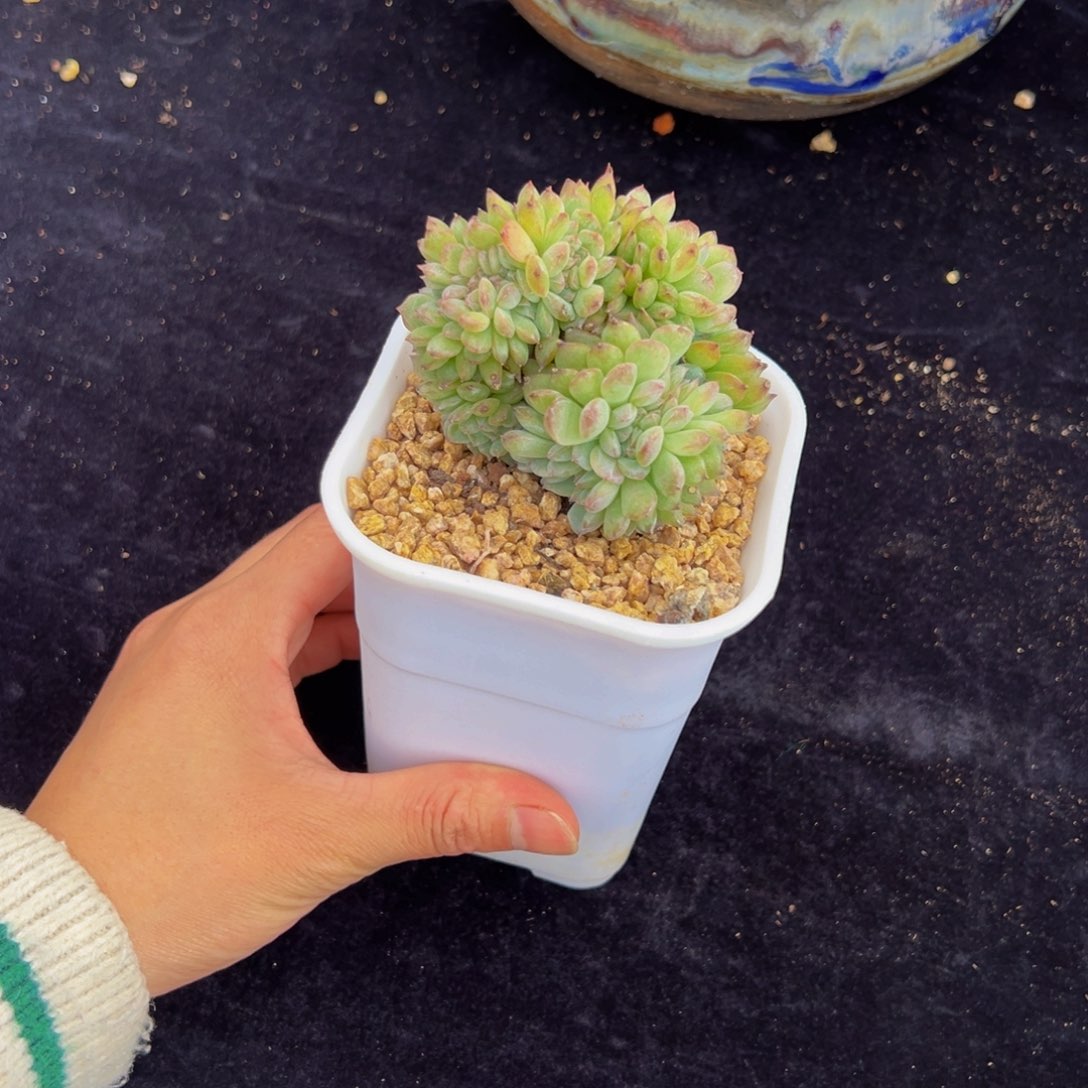 新年快乐新年快乐