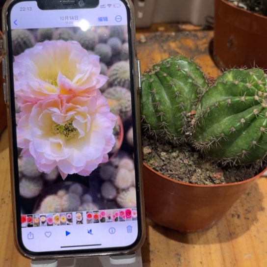 彩草比心双球10公分左右