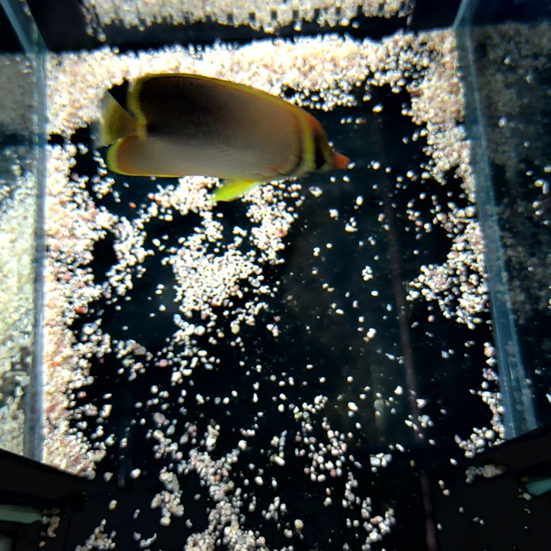 海水鱼天皇蝶7+-5-48-162