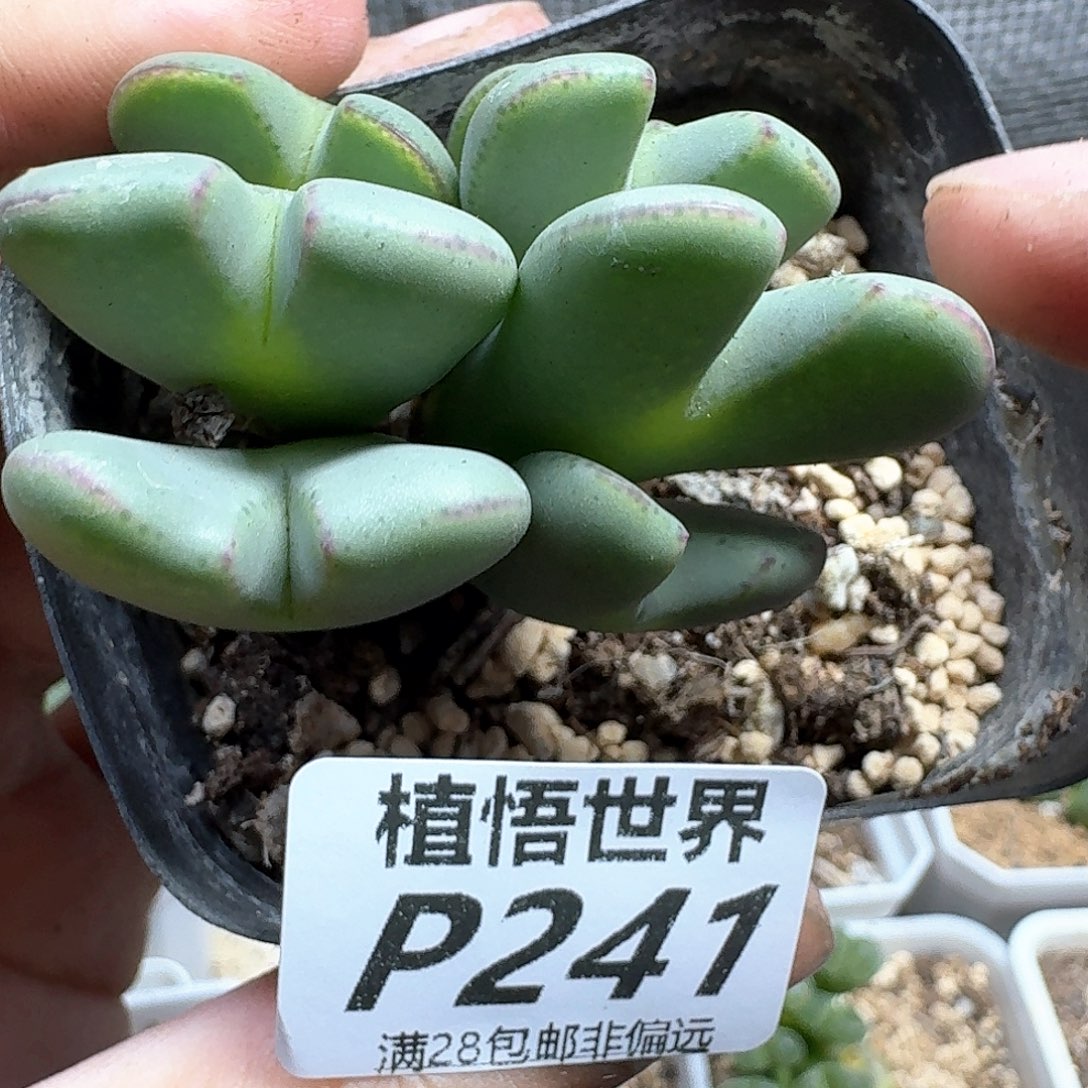 多肉植物的润泽的车