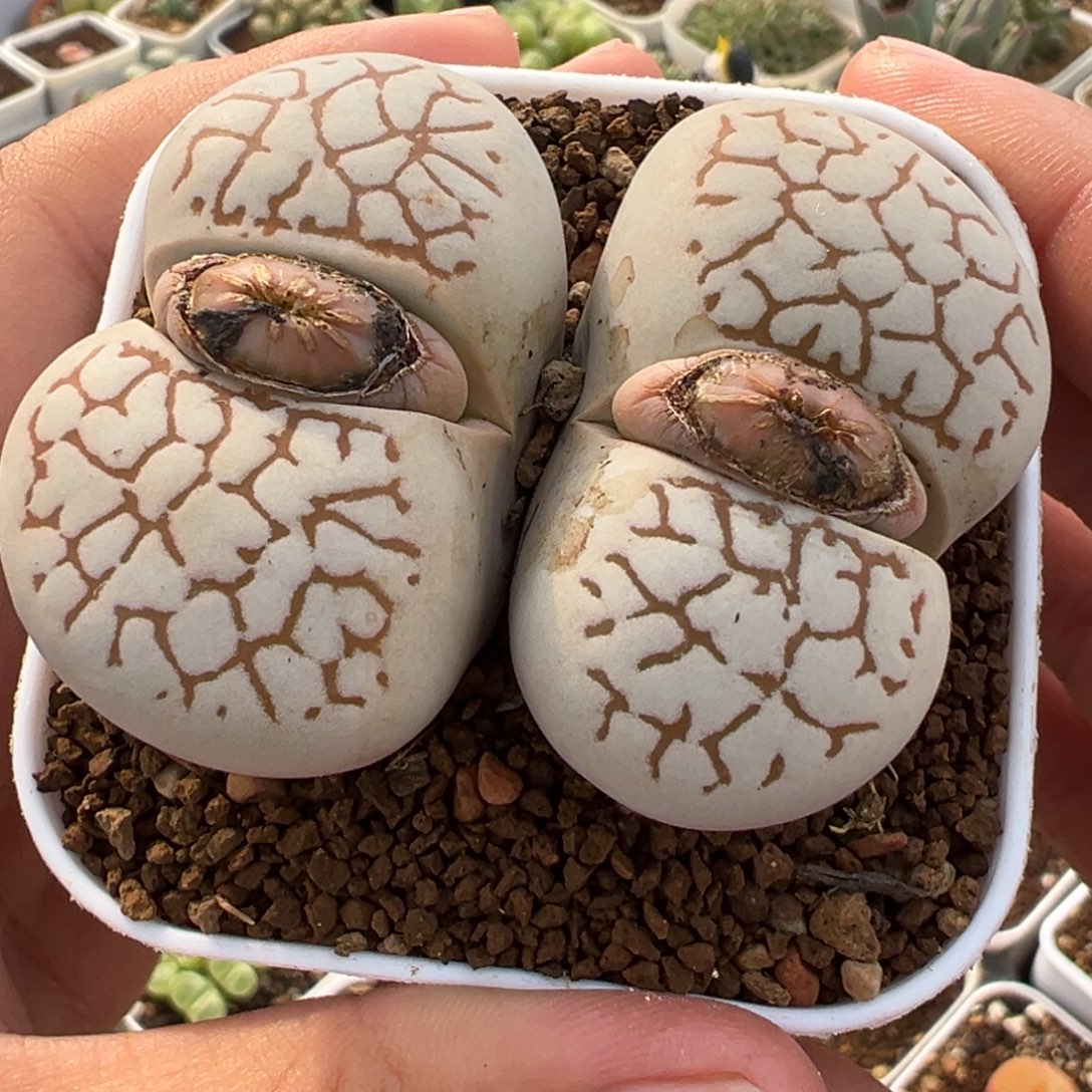 985多肉植物种类和