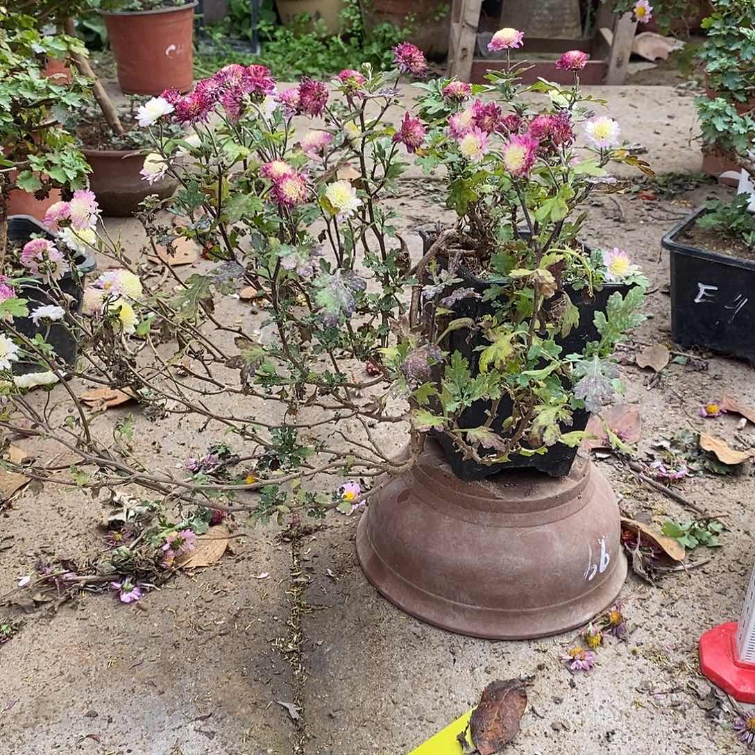 乱***者完全开放菊花菊花