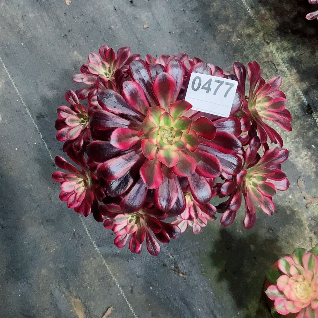 红陶0477香奈儿3多肉