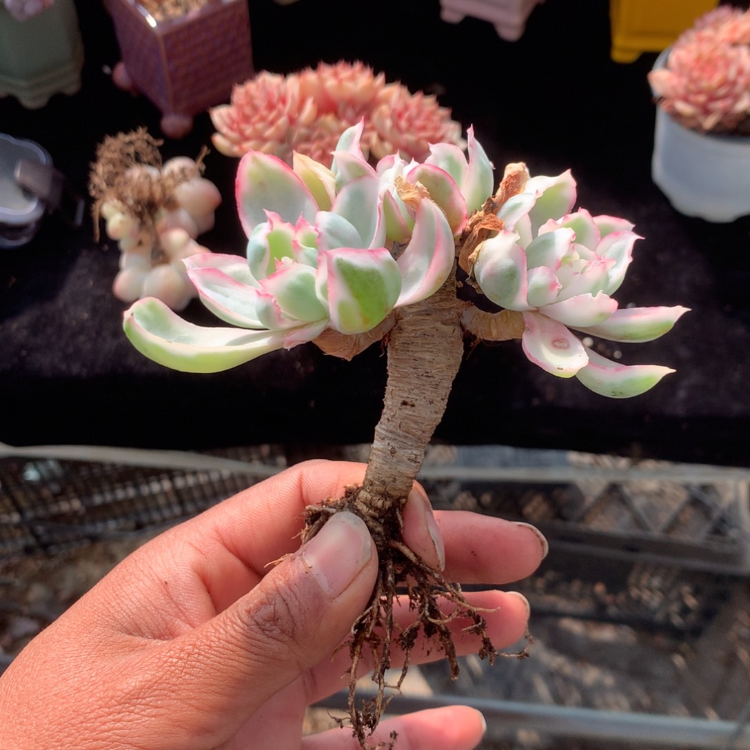 ****ᵔ人工增水系统在国内已经