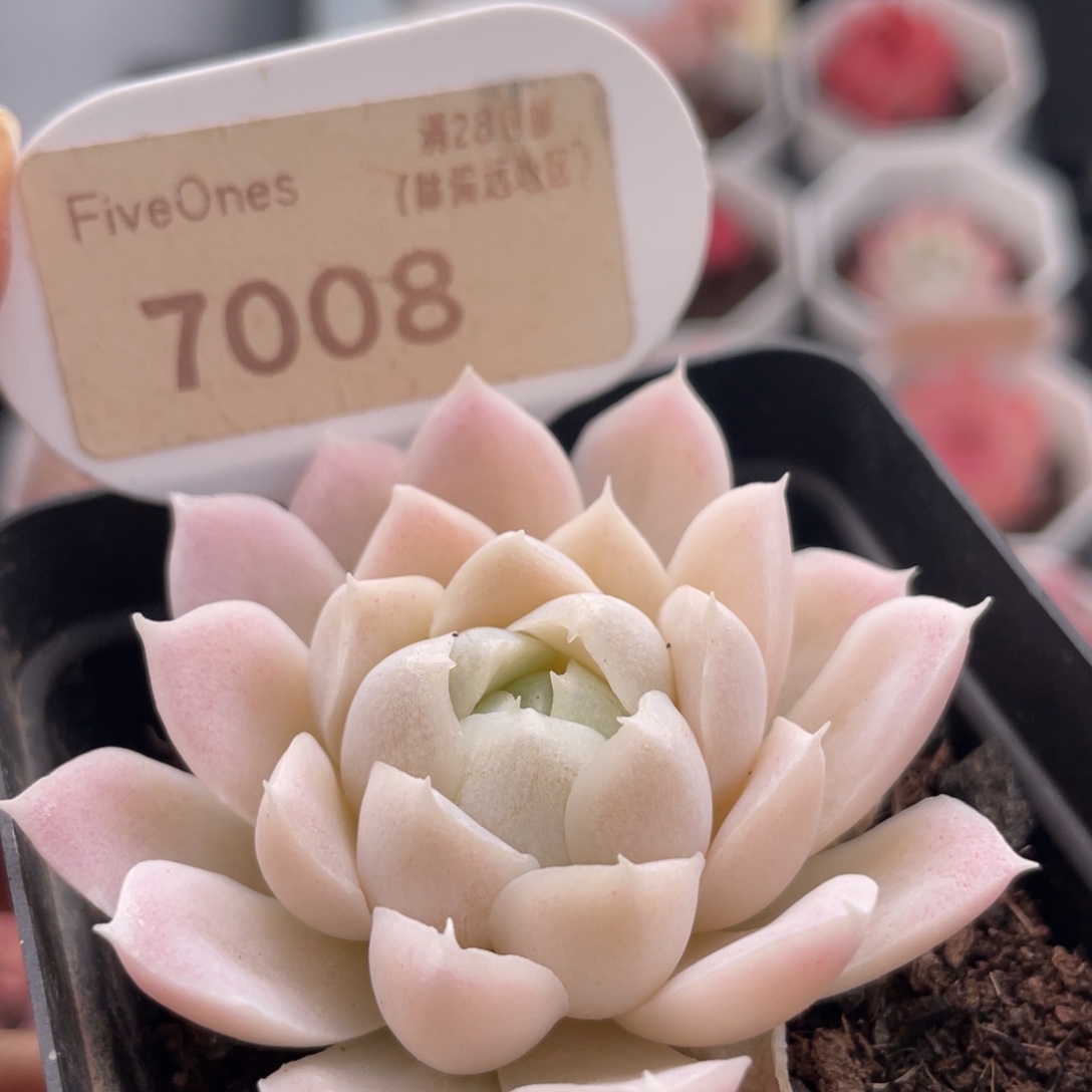 白月影7008-5.0厘米