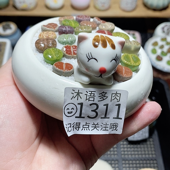 精美盆栽 一物一拍1311