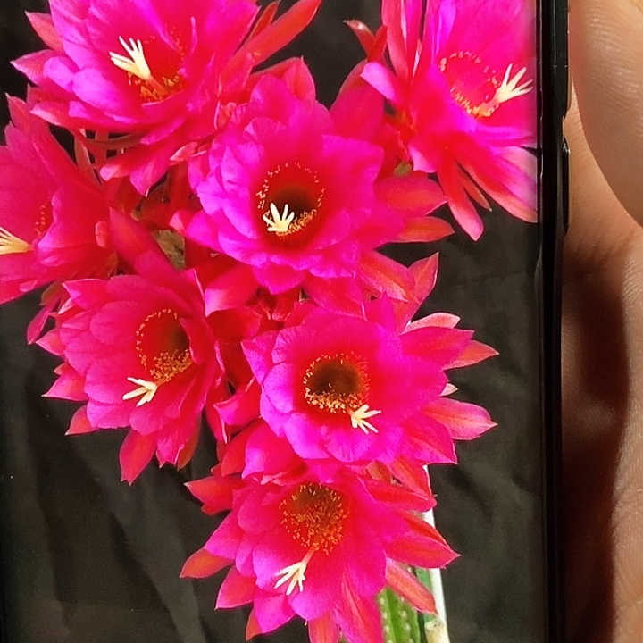 金妞 紫罗兰 /侧芽歪20包邮/