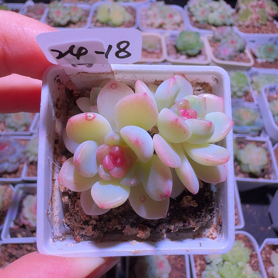 24-18福利希米露三头群生不包整