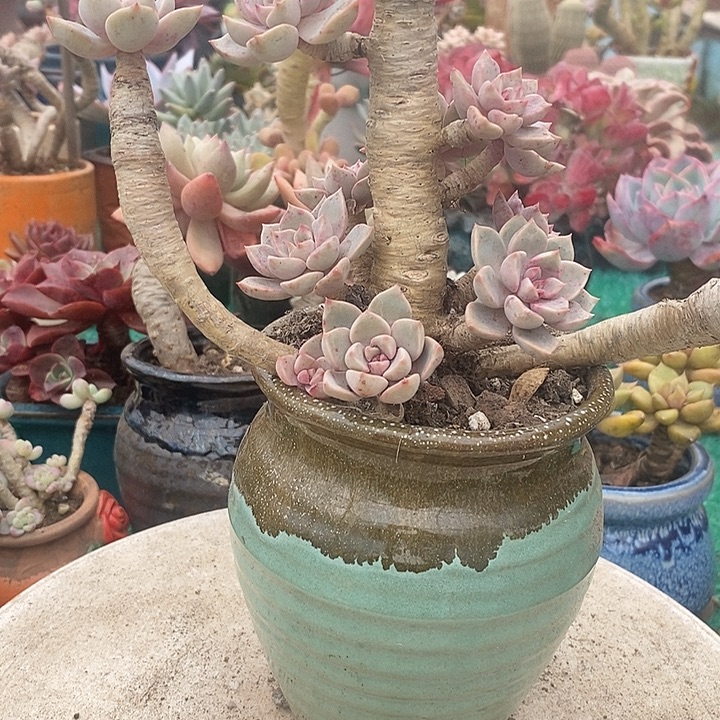 老桩红粉佳人整无砍多肉