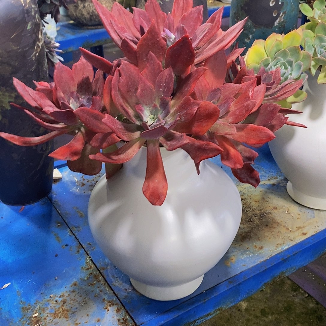 糖***肉钻石景多肉植物包邮到家