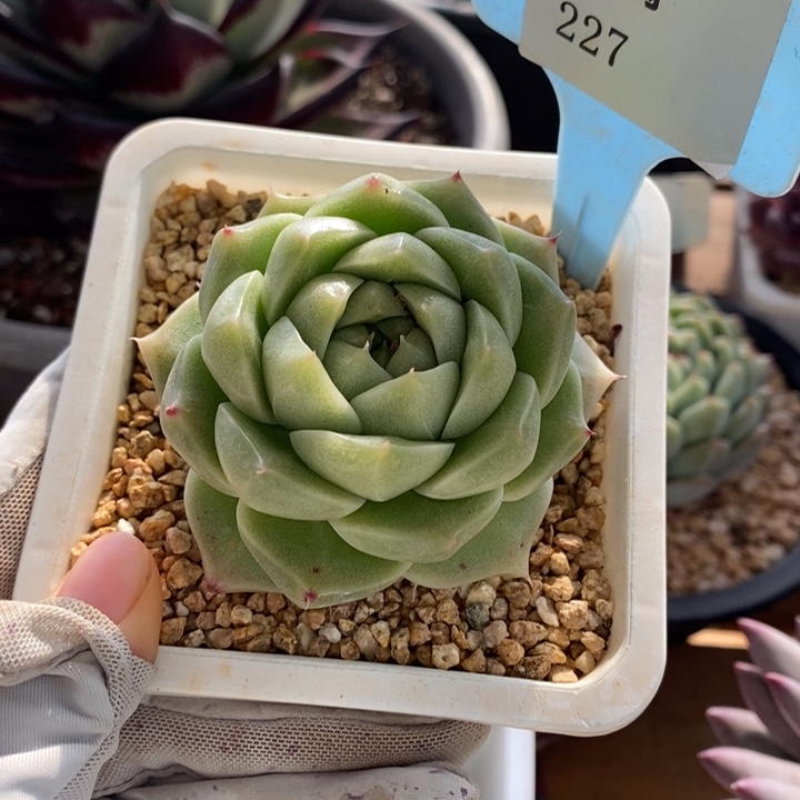 D227- 直播福利 珍妮