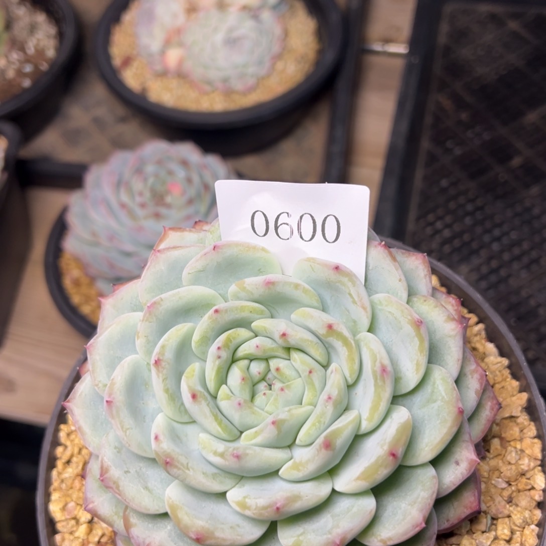 许*沙0600肉多么多哦肉