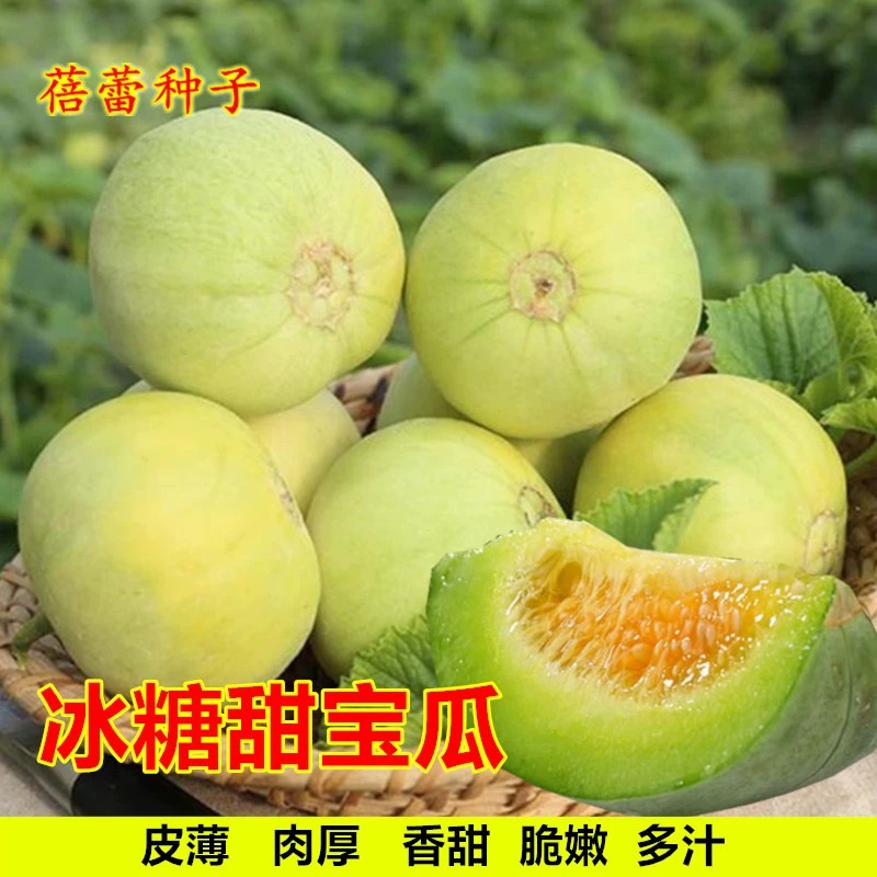 【日本甜宝种子】薄皮香瓜种籽四季播种庭院盆栽农家瓜果蔬菜种