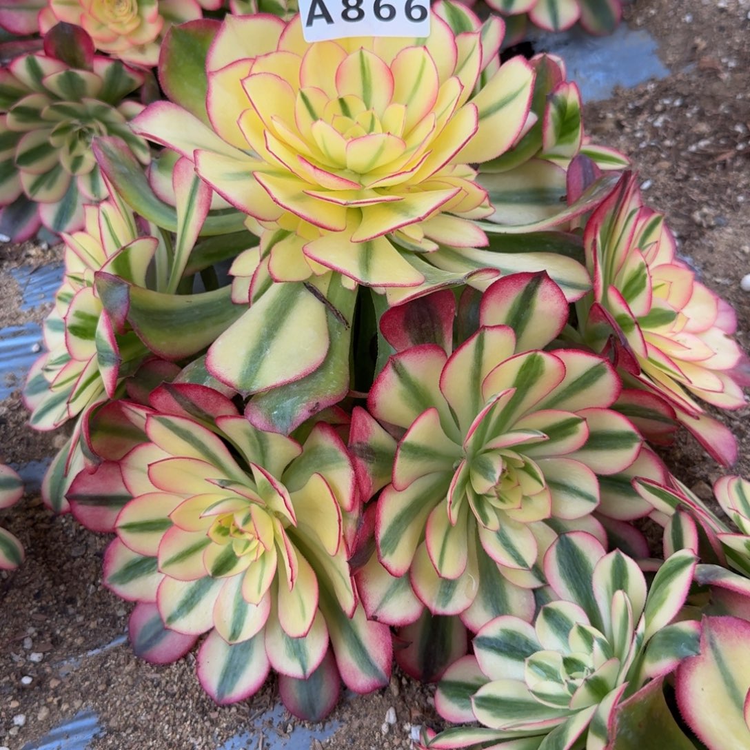 866荔枝。多肉植物