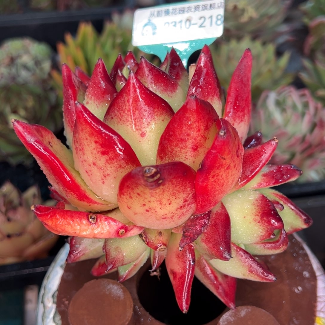 从前慢多肉精选编号0310.218