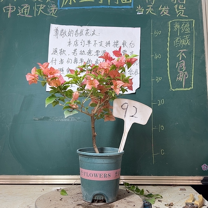 全部花苞    酒红 92