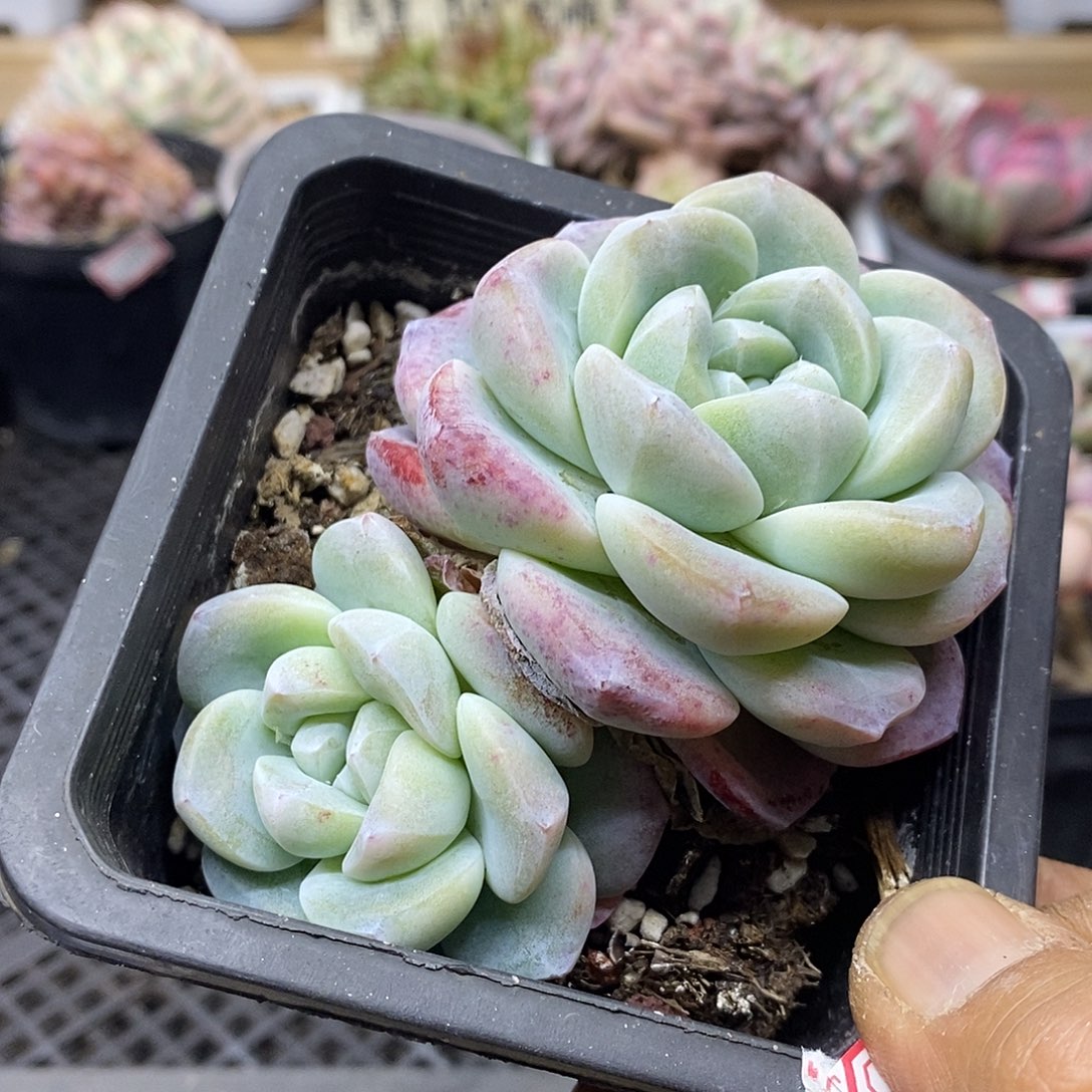 2554 精控冰玉双头