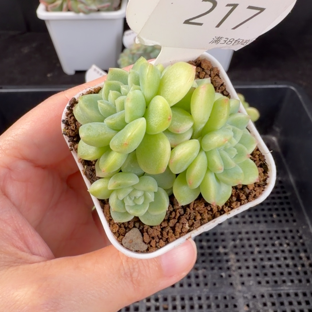 白体财富四头群217号