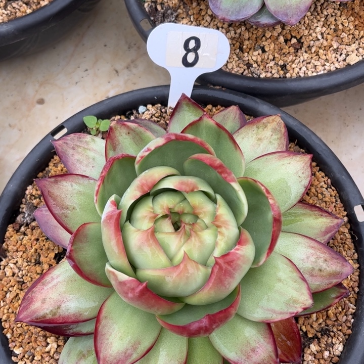 惊鸿仙子一物一拍