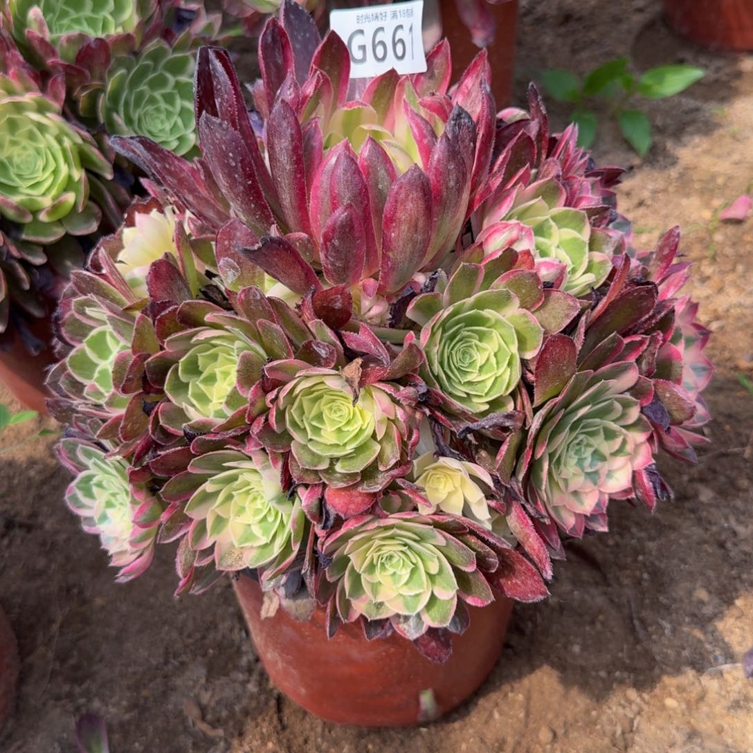661玉芙蓉。 多肉植物