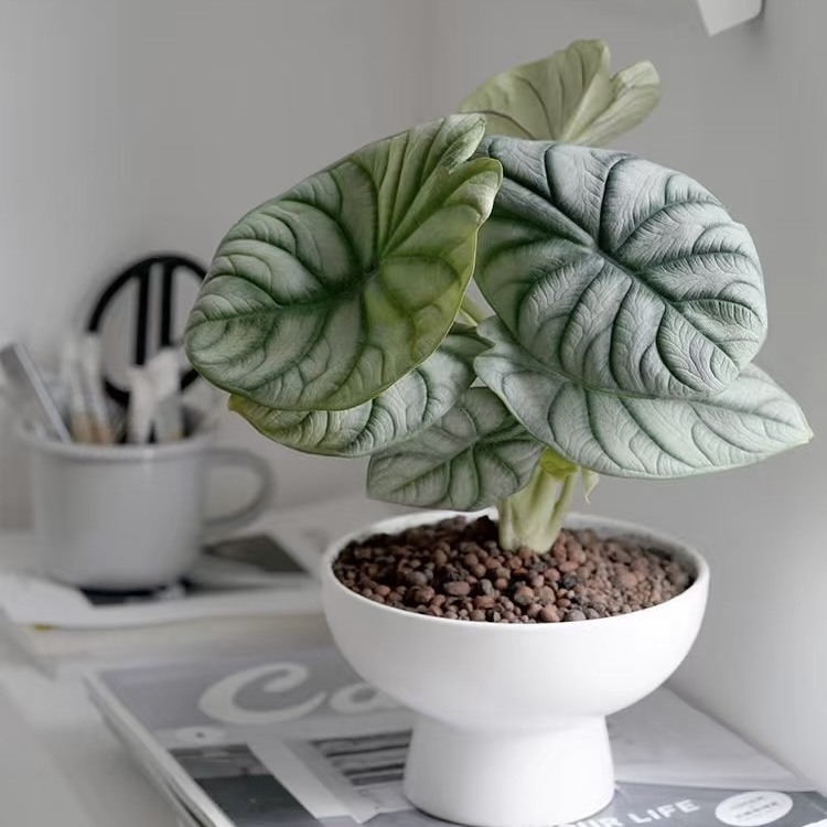 白犀牛海芋盆栽网红绿植好养室内客厅办公室