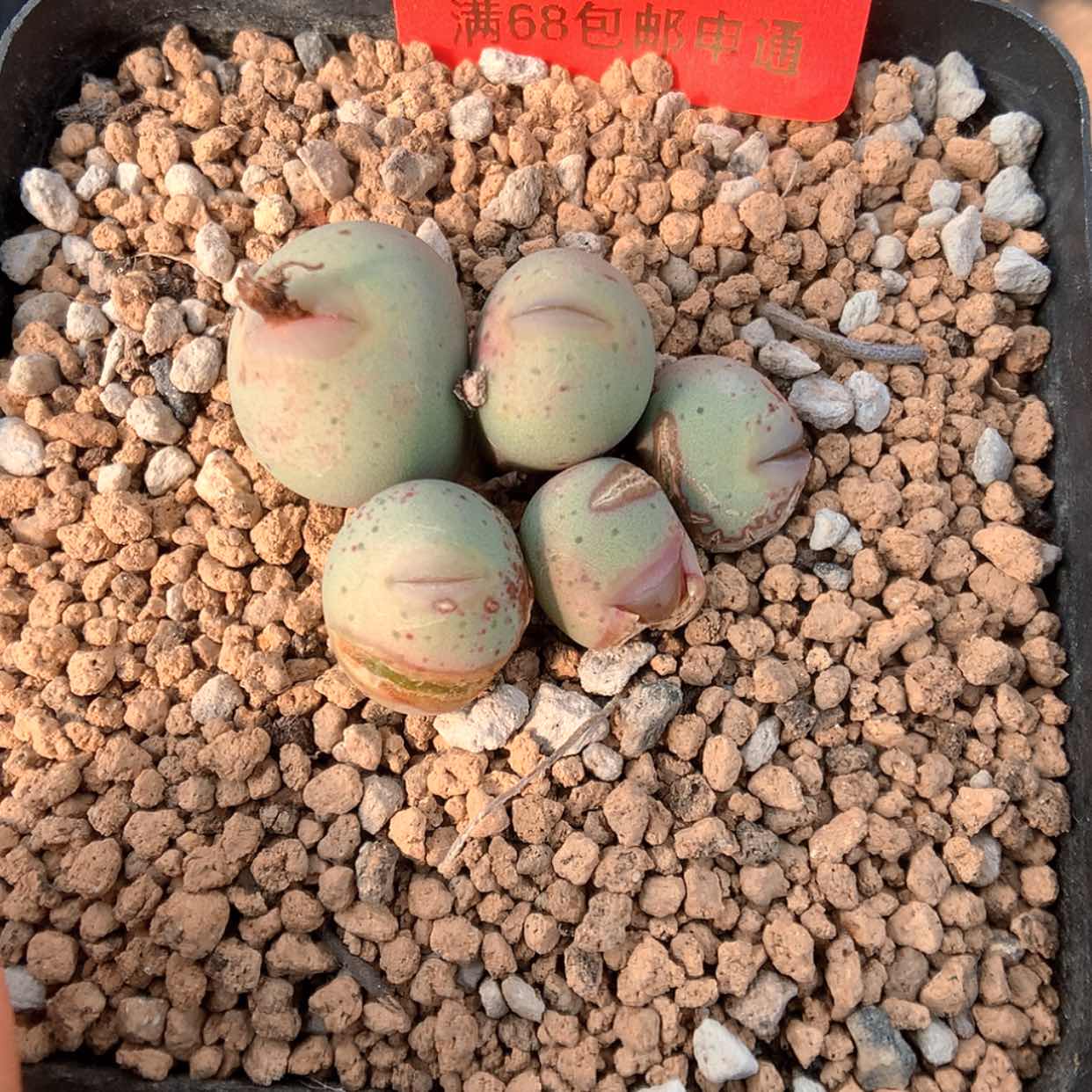 【闪购商品】2-18-16 实生奶油嘴 100