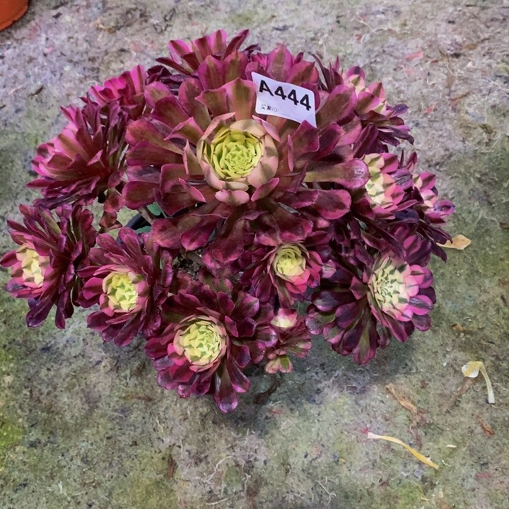 红铜白多肉植物444