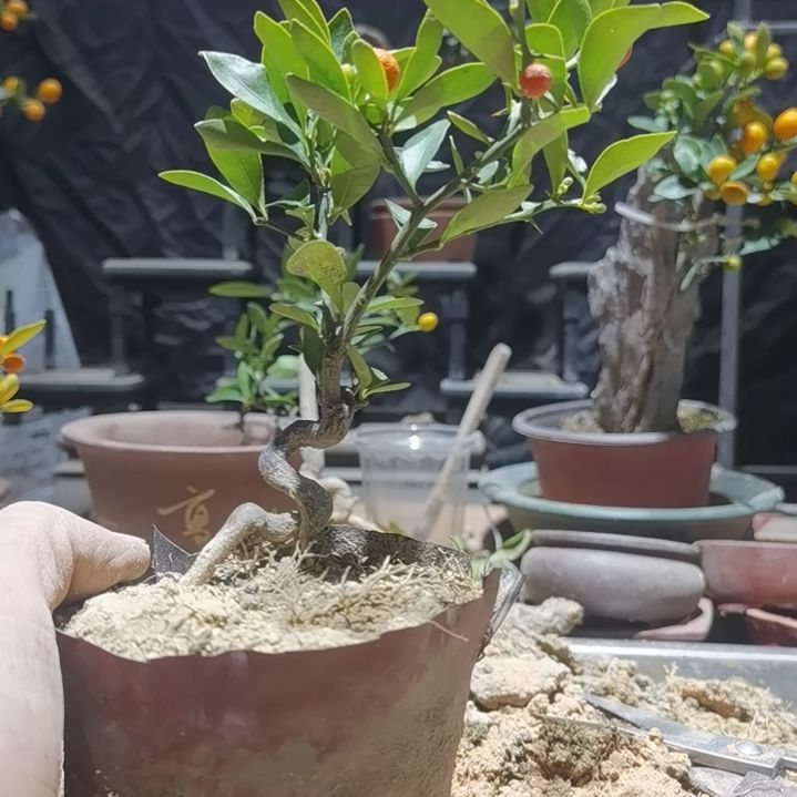 完全开放金豆小橘子绿植