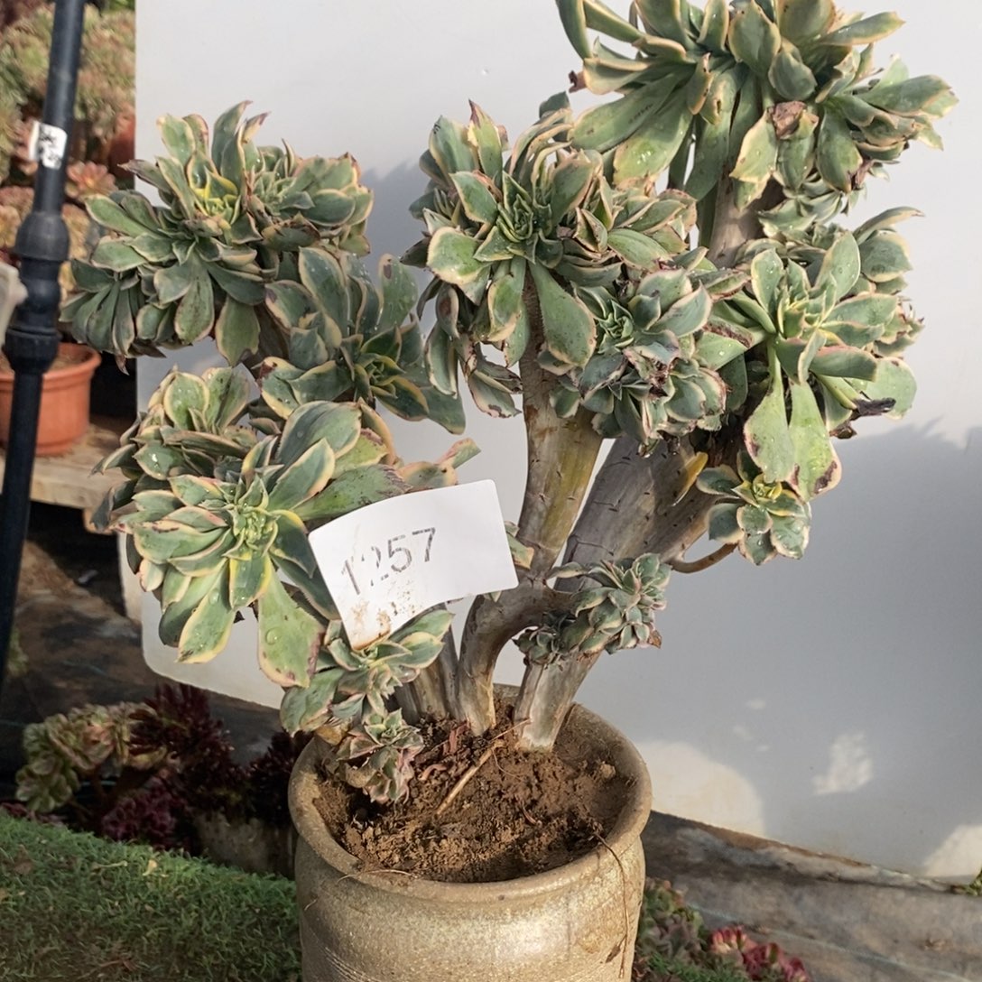 不开花植物1257号灿烂缀化1颗多肉.