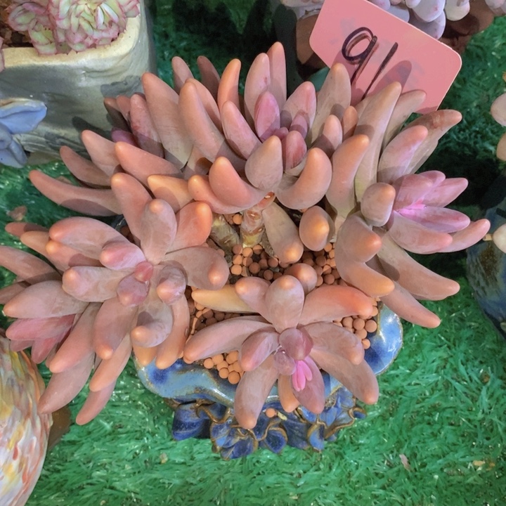 这个我都想看你啊呜呜