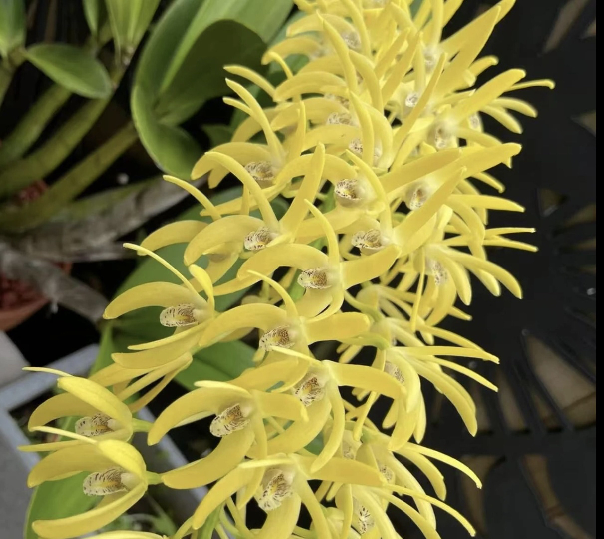 黄大明 带花苞 春石斛