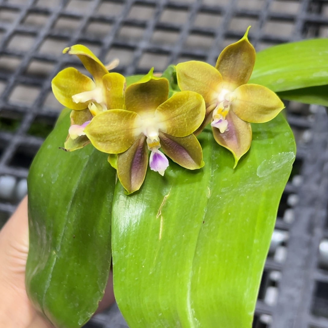 完全开放l101三寸22192