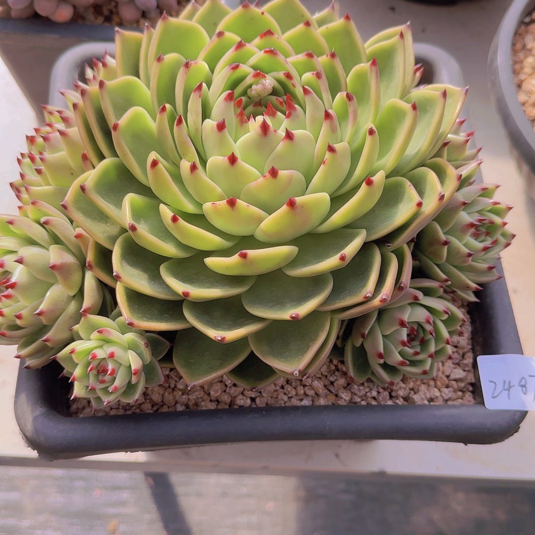 2487蓝龙多肉植物