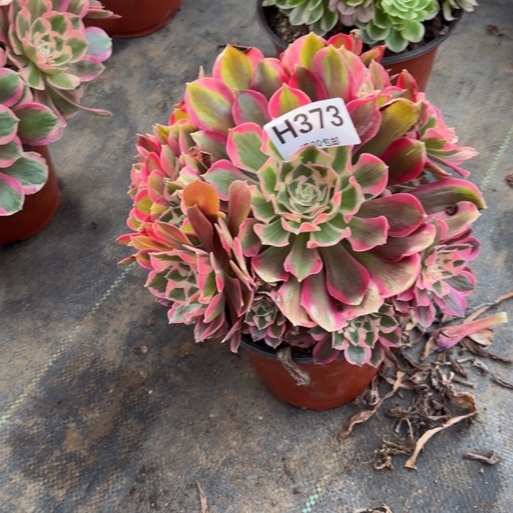 打***儿瑞妈，。。。。。。373夜罗刹，