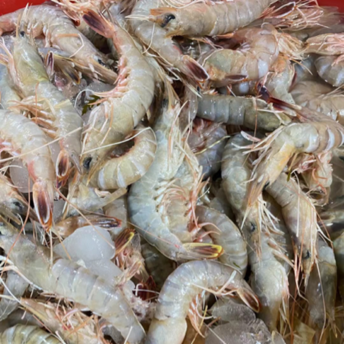 野生卢虾  （胖头卢虾）5盒  （一盒500克）