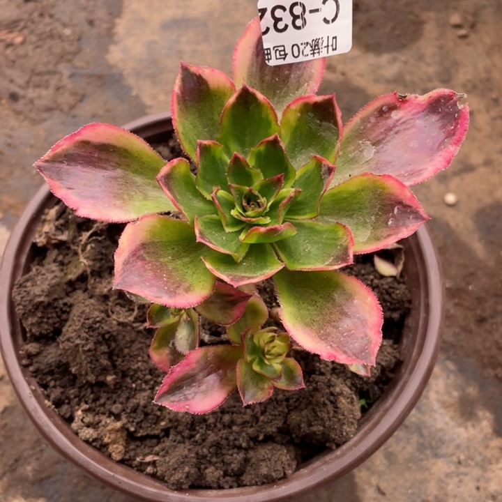 832魅影多肉123446789