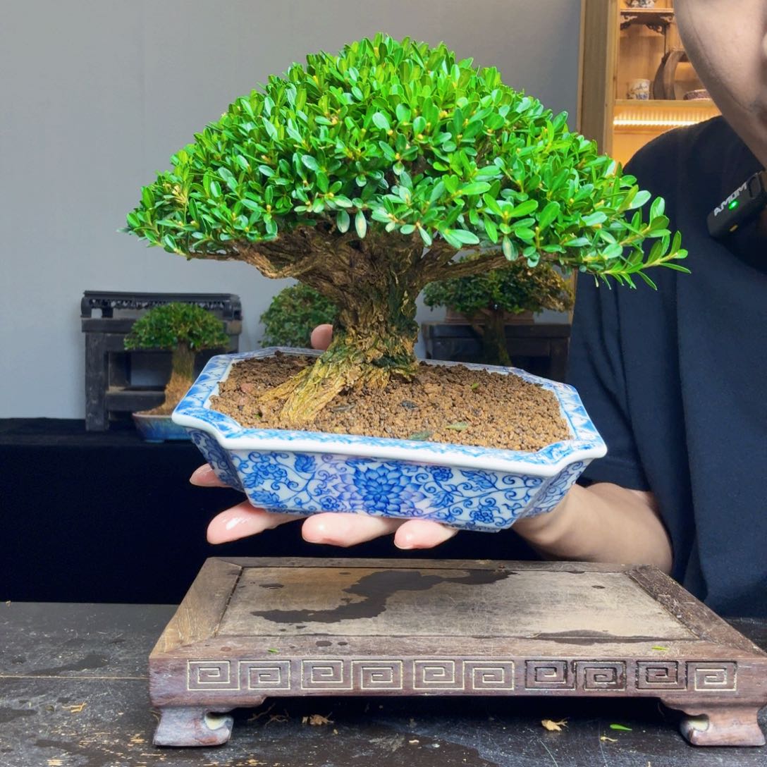才***子无花朵黄杨盆景一物一拍