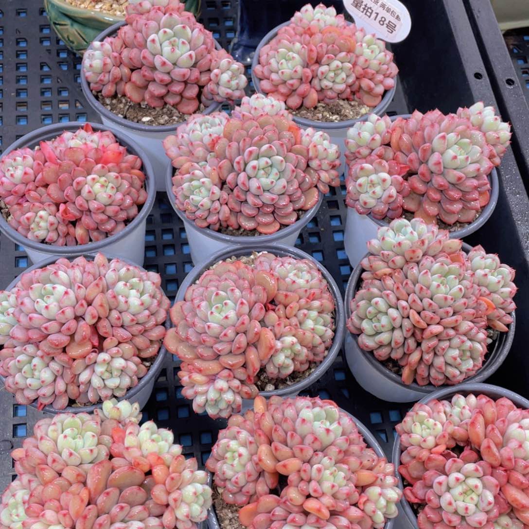 量拍18号雪桃母本大群一个