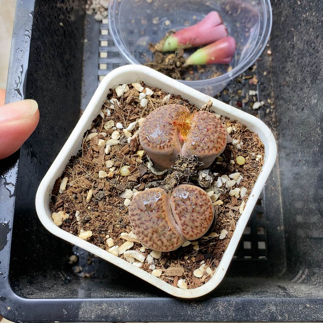 雪*D294多肉植物保护